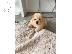 PoulaTo: chow chow puppies